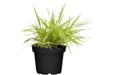 Hakonechloa macra 'All Gold'