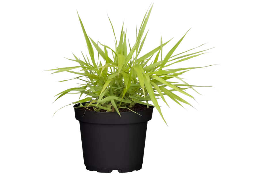 Hakonechloa macra 'All Gold'