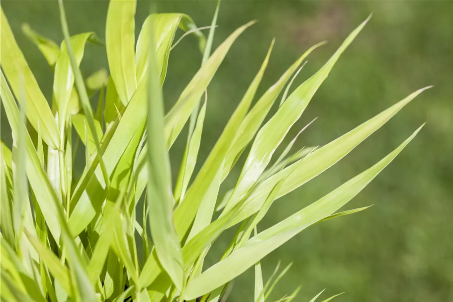 Hakonechloa macra 'All Gold'