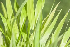 Hakonechloa macra 'All Gold'