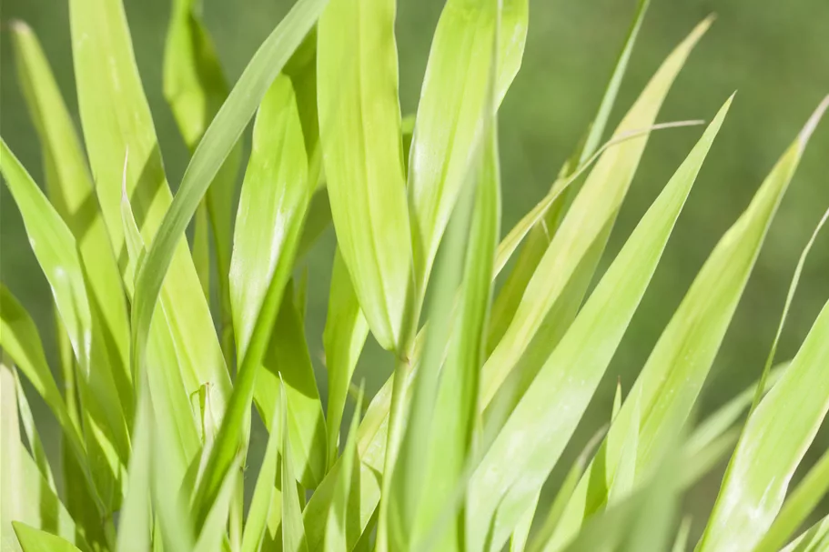 Hakonechloa macra 'All Gold'