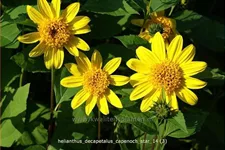 Helianthus decapetalus 'Capenoch Star'
