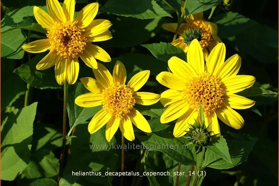 Helianthus decapetalus 'Capenoch Star'