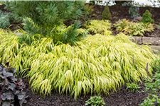 Hakonechloa macra 'All Gold'