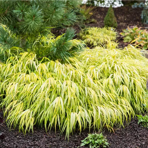 Hakonechloa macra 'All Gold'
