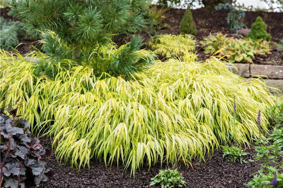 Hakonechloa macra 'All Gold'