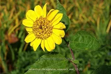 Helianthus decapetalus 'Capenoch Star'