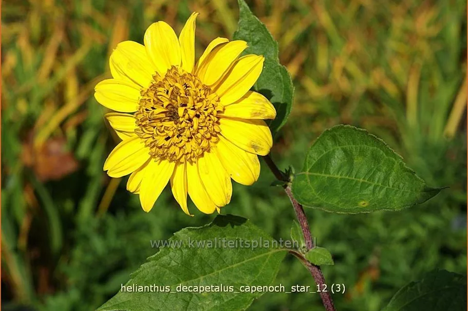 Helianthus decapetalus 'Capenoch Star'