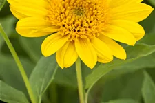 Helianthus decapetalus 'Capenoch Star'