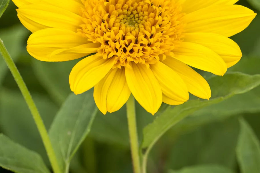 Helianthus decapetalus 'Capenoch Star'
