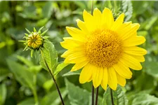 Helianthus decapetalus 'Capenoch Star'