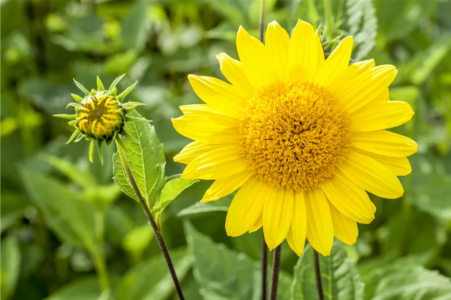 Helianthus decapetalus 'Capenoch Star'