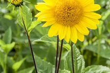 Helianthus decapetalus 'Capenoch Star'