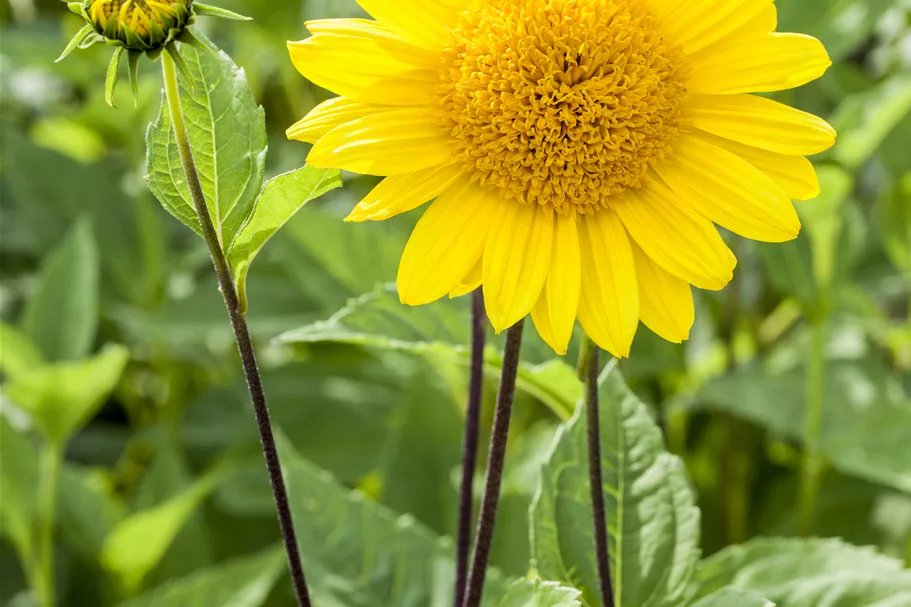 Helianthus decapetalus 'Capenoch Star'