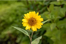 Helianthus decapetalus 'Capenoch Star'