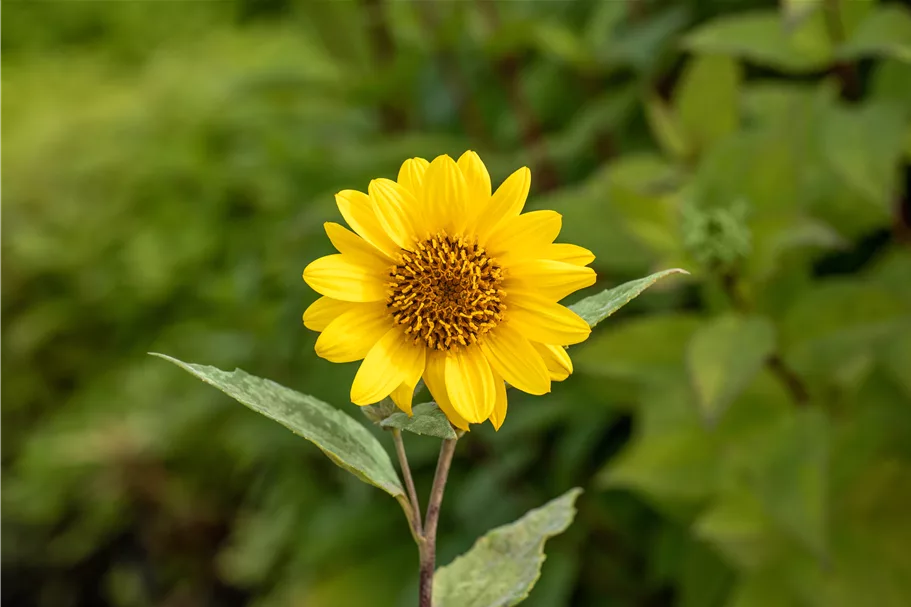 Helianthus decapetalus 'Capenoch Star'