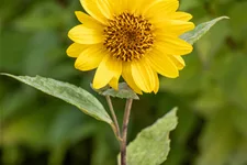 Helianthus decapetalus 'Capenoch Star'