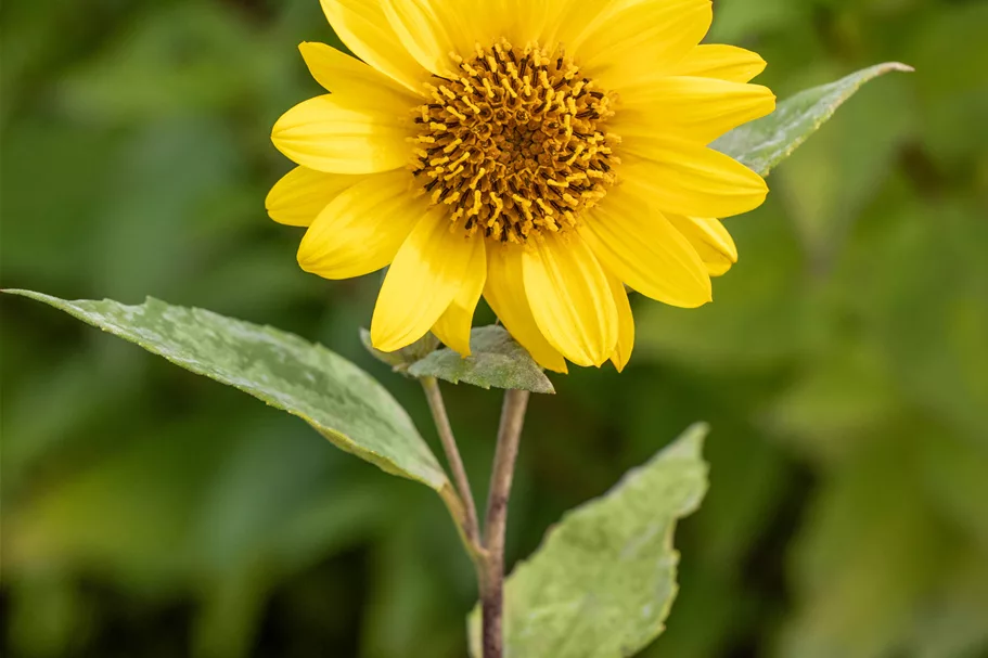 Helianthus decapetalus 'Capenoch Star'
