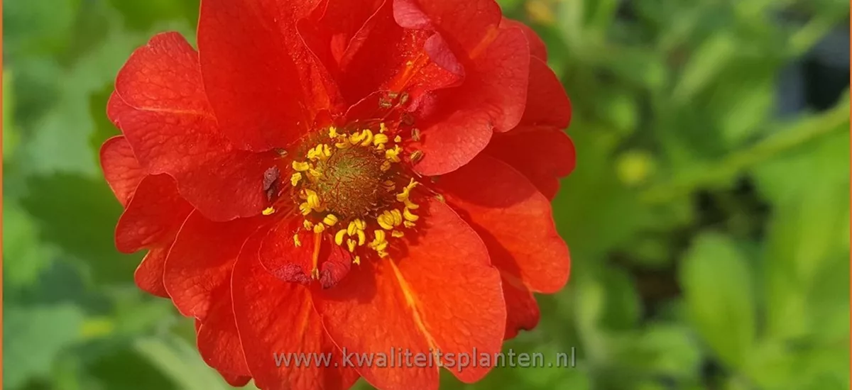 Geum chiloense 'Blazing Sunset'