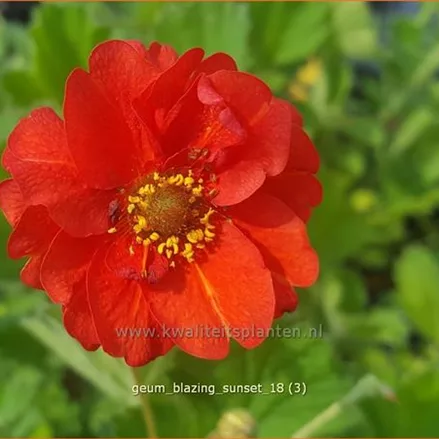 Geum chiloense 'Blazing Sunset'
