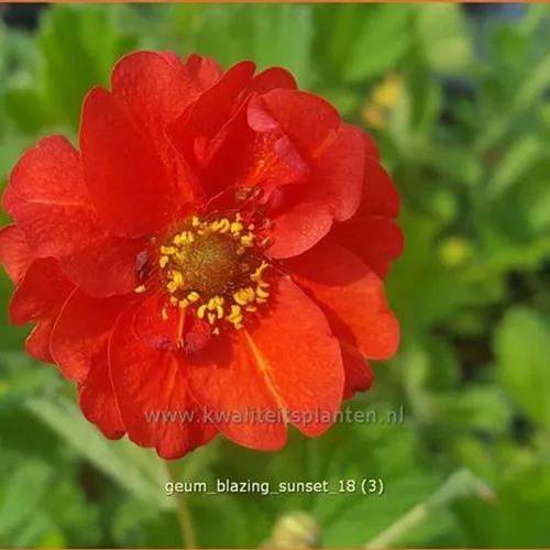Geum chiloense 'Blazing Sunset'