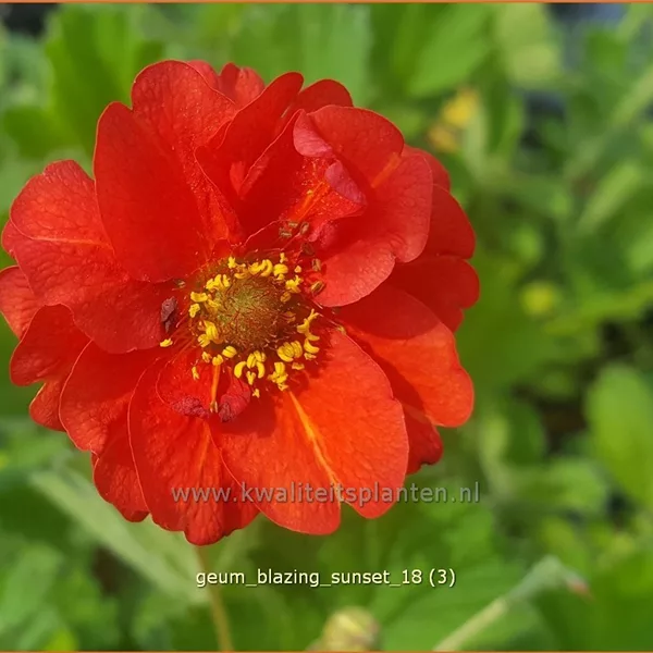 Geum chiloense 'Blazing Sunset'