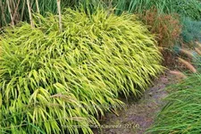 Hakonechloa macra 'Aureola'