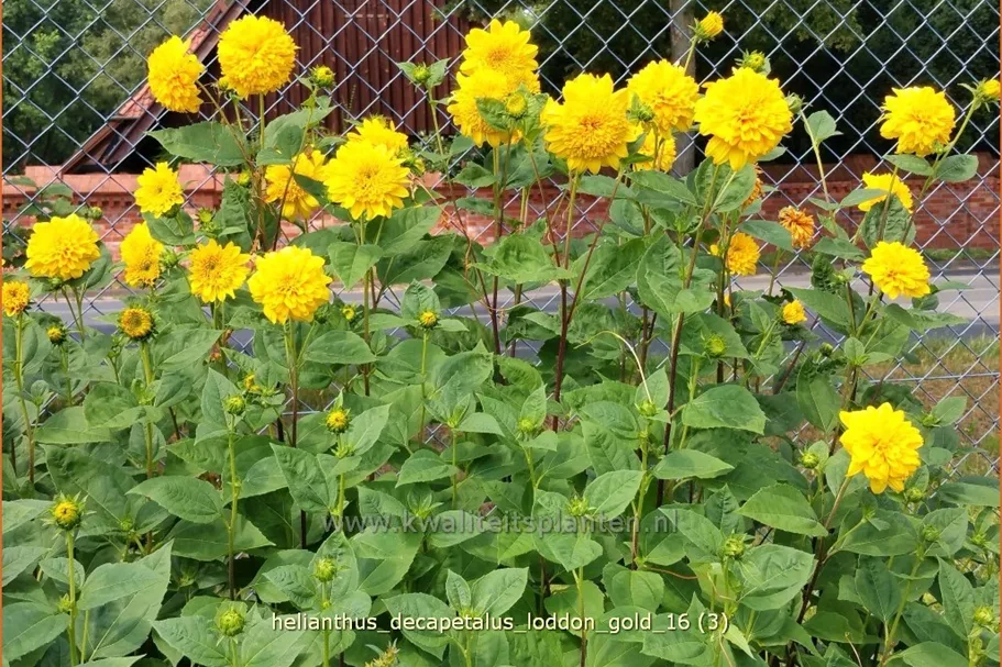 Helianthus decapetalus 'Loddon Gold'