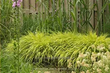 Hakonechloa macra 'Aureola'