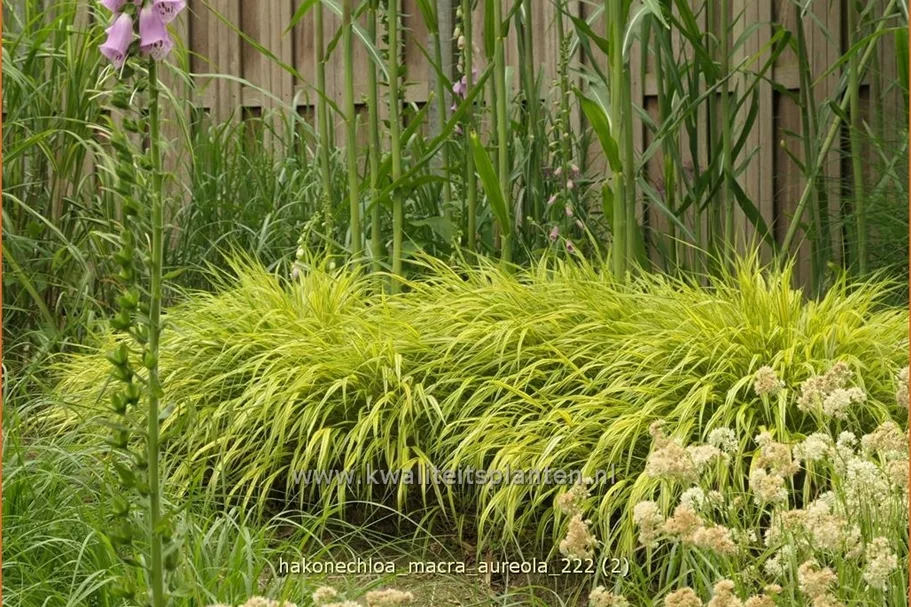 Hakonechloa macra 'Aureola'