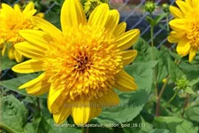 Helianthus decapetalus 'Loddon Gold'