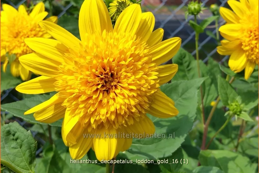 Helianthus decapetalus 'Loddon Gold'