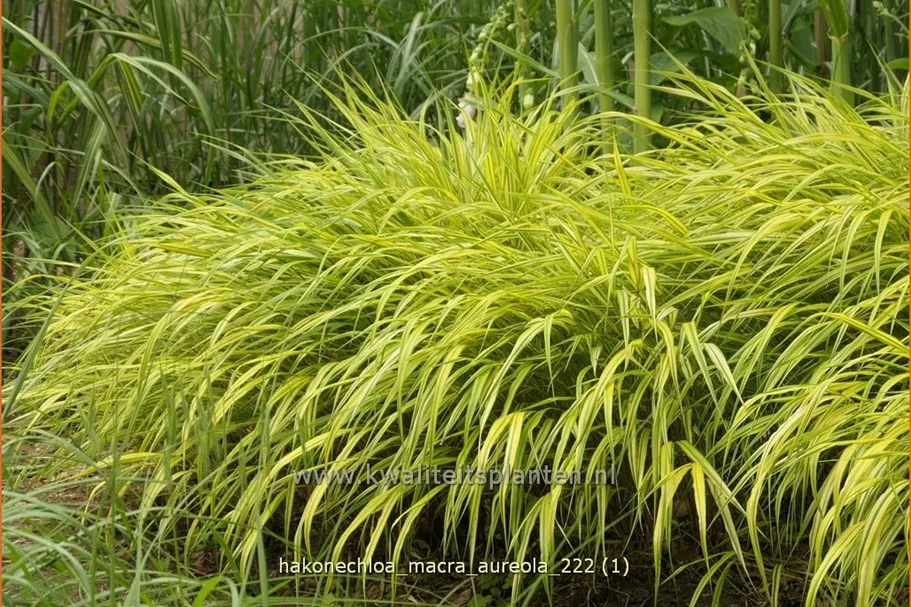 Hakonechloa macra 'Aureola'
