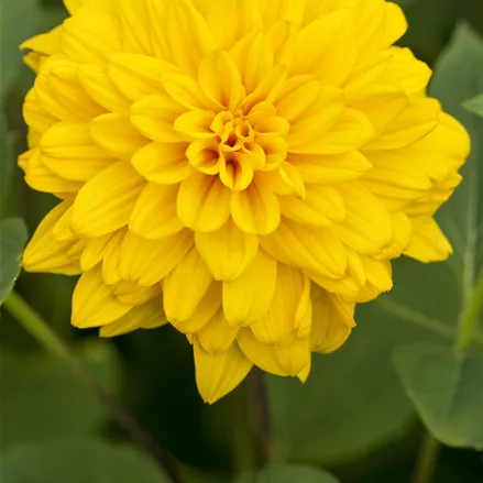 Helianthus decapetalus 'Loddon Gold'