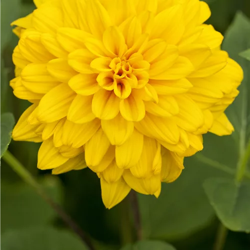 Helianthus decapetalus 'Loddon Gold'