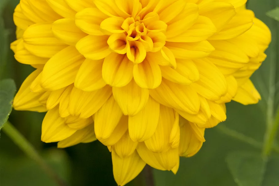 Helianthus decapetalus 'Loddon Gold'