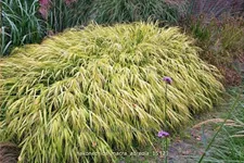 Hakonechloa macra 'Aureola'