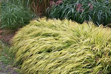 Hakonechloa macra 'Aureola'