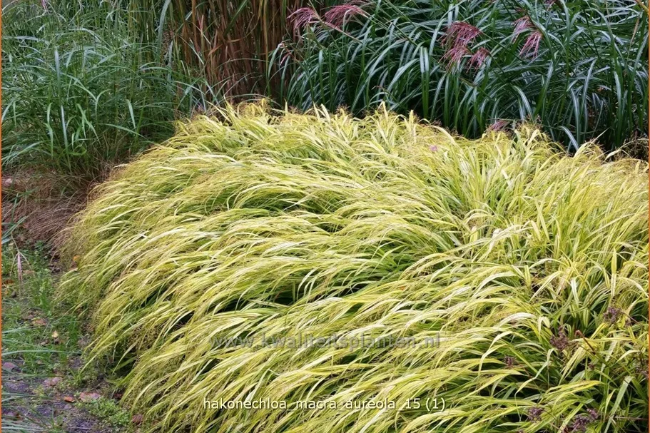 Hakonechloa macra 'Aureola'