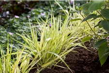 Hakonechloa macra 'Aureola'