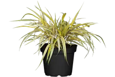 Hakonechloa macra 'Aureola'