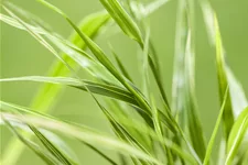 Hakonechloa macra 'Aureola'