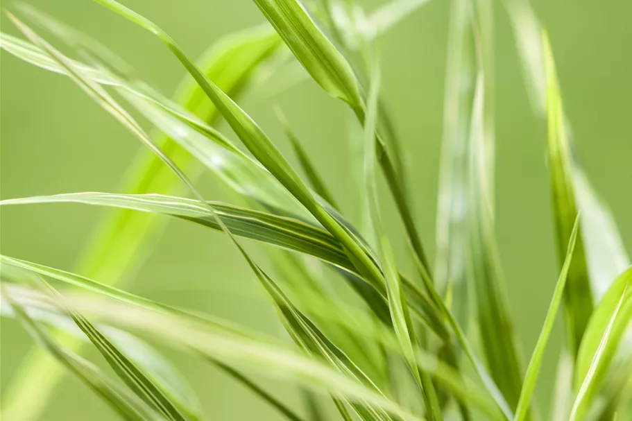Hakonechloa macra 'Aureola'