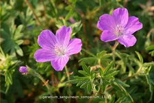 Geranium sanguineum 'Compactum'