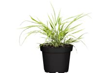 Hakonechloa macra 'Aureola'