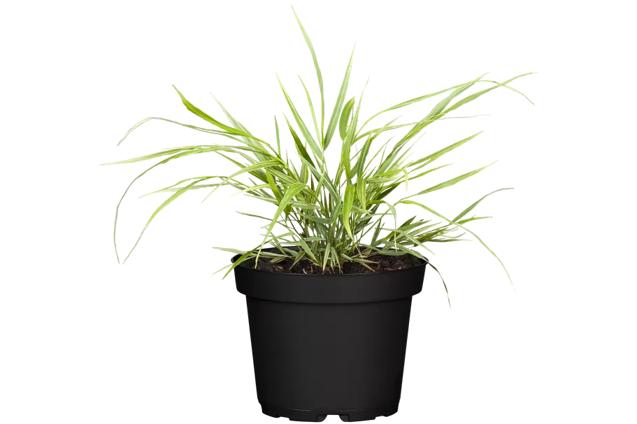 Hakonechloa macra 'Aureola'