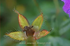 Geranium sanguineum 'Compactum'