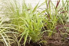 Hakonechloa macra 'Aureola'