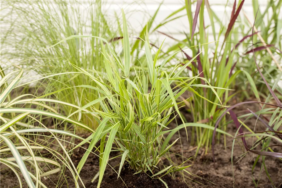 Hakonechloa macra 'Aureola'