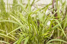 Hakonechloa macra 'Aureola'